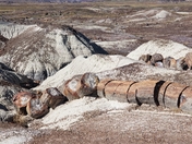Petrified Forest National Park