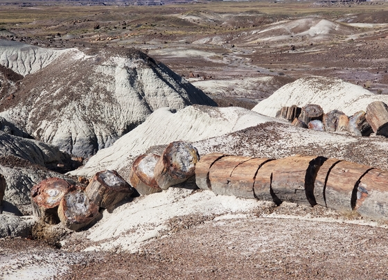 Petrified Forest National Park