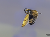 Short-Eared Owl in the sunset light