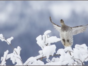 Sharp-tailed Grouse