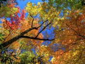 Great Smoky Mountains National Park