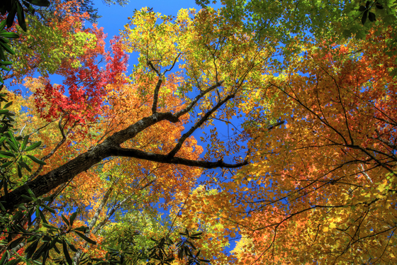 Great Smoky Mountains National Park
