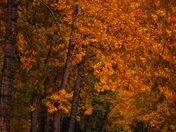 Trail Through A Tree Lined Autumn Park