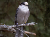 Canada Jay