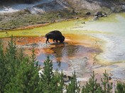 Yellowstone National Park