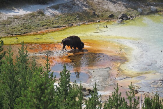 Yellowstone National Park