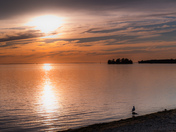 Sunset Gull