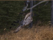 Great Grey Owl