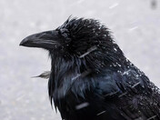 Friendly Raven