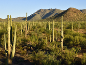 Saguaro National Park