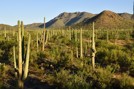 Saguaro National Park