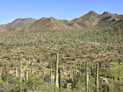 Saguaro National Park