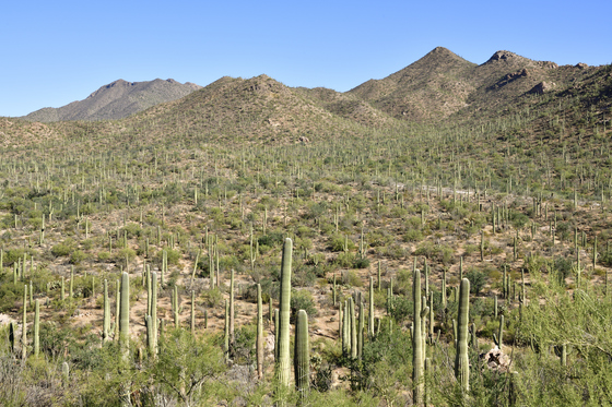 Saguaro National Park