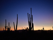 Saguaro National Park