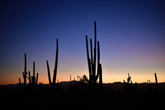Saguaro National Park