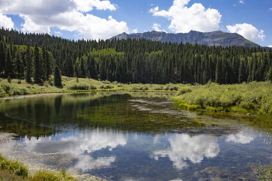 Uncompaghre National Forest