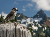 Mount Rainier National Park