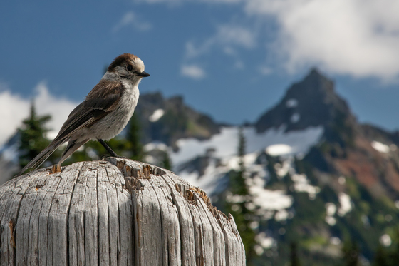 Mount Rainier National Park