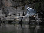 Great Blue Heron