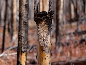 Anaconda Pintler Wilderness - Beaverhead Deerlodge National Forest