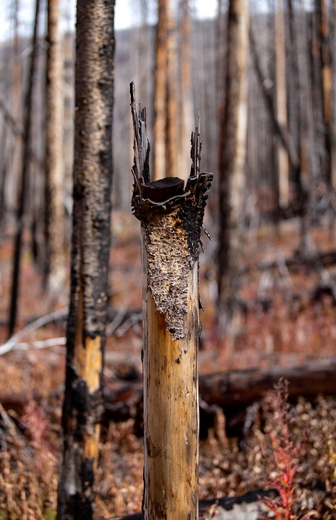 Anaconda Pintler Wilderness - Beaverhead Deerlodge National Forest