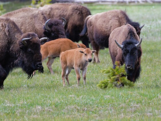 Yellowstone National Park