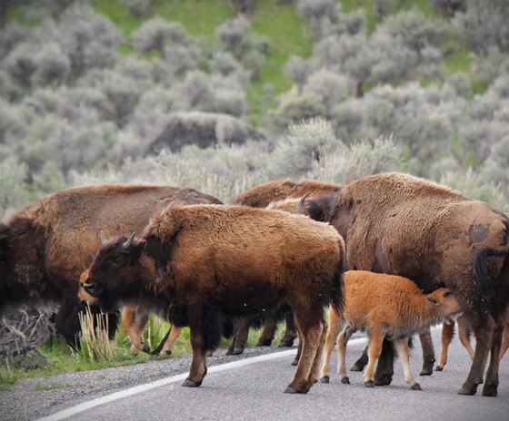 Yellowstone National Park