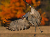Sandhill Cranes