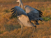 Sandhill Cranes
