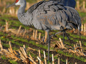 Sandhill Cranes