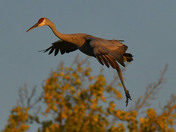 Sandhill Cranes