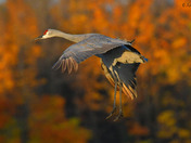 Sandhill Cranes