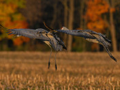 Sandhill Cranes