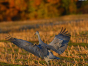 Sandhill Cranes
