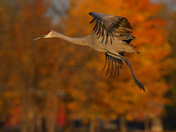 Sandhill Cranes