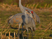 Sandhill Cranes