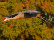 Sandhill Cranes