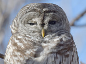 Barred Owl