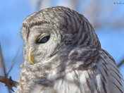 Barred Owl