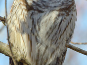 Barred Owl