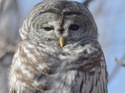 Barred Owl