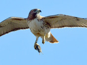 Redtail Hawk 