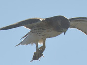 Redtail Hawk 