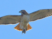 Redtail Hawk 