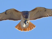 Redtail Hawk 