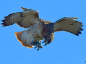 Redtail Hawk 