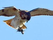 Redtail Hawk 