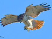 Redtail Hawk 