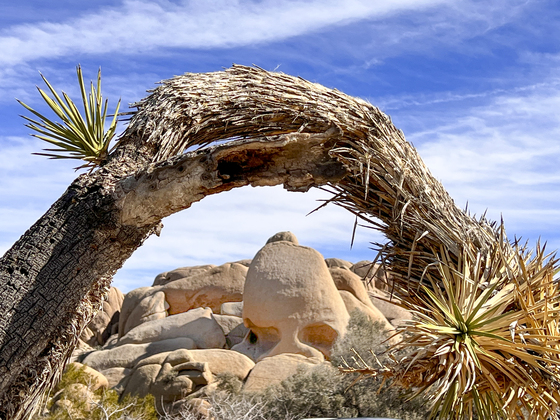 Joshua Tree National Park