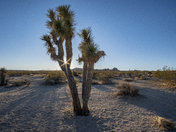Joshua Tree National Park